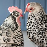 Ein Huhn schaut einen Hahn aus Porzellan an
