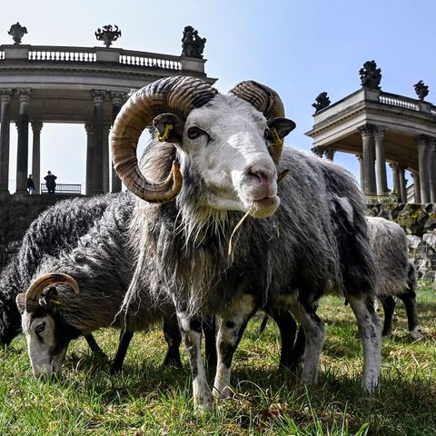 Potsdam, Deutschland. Zugegeben: Aus diesem Winkel sieht es aus, als ob dieses Schaf gleich das heißeste Hiphop-Album des Jahres veröffentlichen wird. In Wirklichkeit sieht sein und das Leben seiner 34 Artgenossen ruhiger und deutlich idyllischer aus. Derzeit werden die Guteschafe, eine der ältesten Hausschafrassen, auf der Wiese am Rossbrunnen im Park Sanssouci eingesetzt. Ihre Aufgabe: „ökologische Wiesenpflege“.
