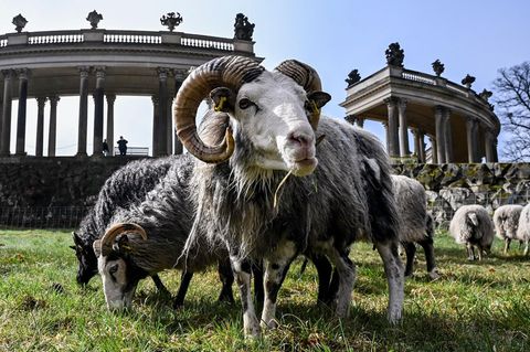 Potsdam, Deutschland. Zugegeben: Aus diesem Winkel sieht es aus, als ob dieses Schaf gleich das heißeste Hiphop-Album des Jahres veröffentlichen wird. In Wirklichkeit sieht sein und das Leben seiner 34 Artgenossen ruhiger und deutlich idyllischer aus. Derzeit werden die Guteschafe, eine der ältesten Hausschafrassen, auf der Wiese am Rossbrunnen im Park Sanssouci eingesetzt. Ihre Aufgabe: „ökologische Wiesenpflege“.