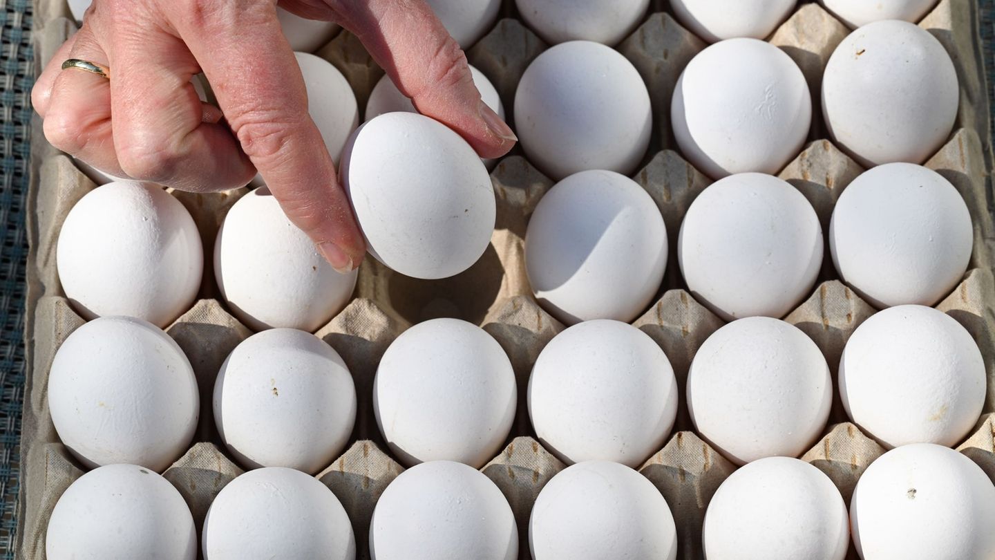 In Baden-Württemberg wurden 2025 mehr Eier erzeugt. (Symbolbild) Foto: Bernd Weißbrod/dpa
