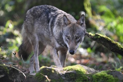 Ein Wolf durchstreift einen Wald