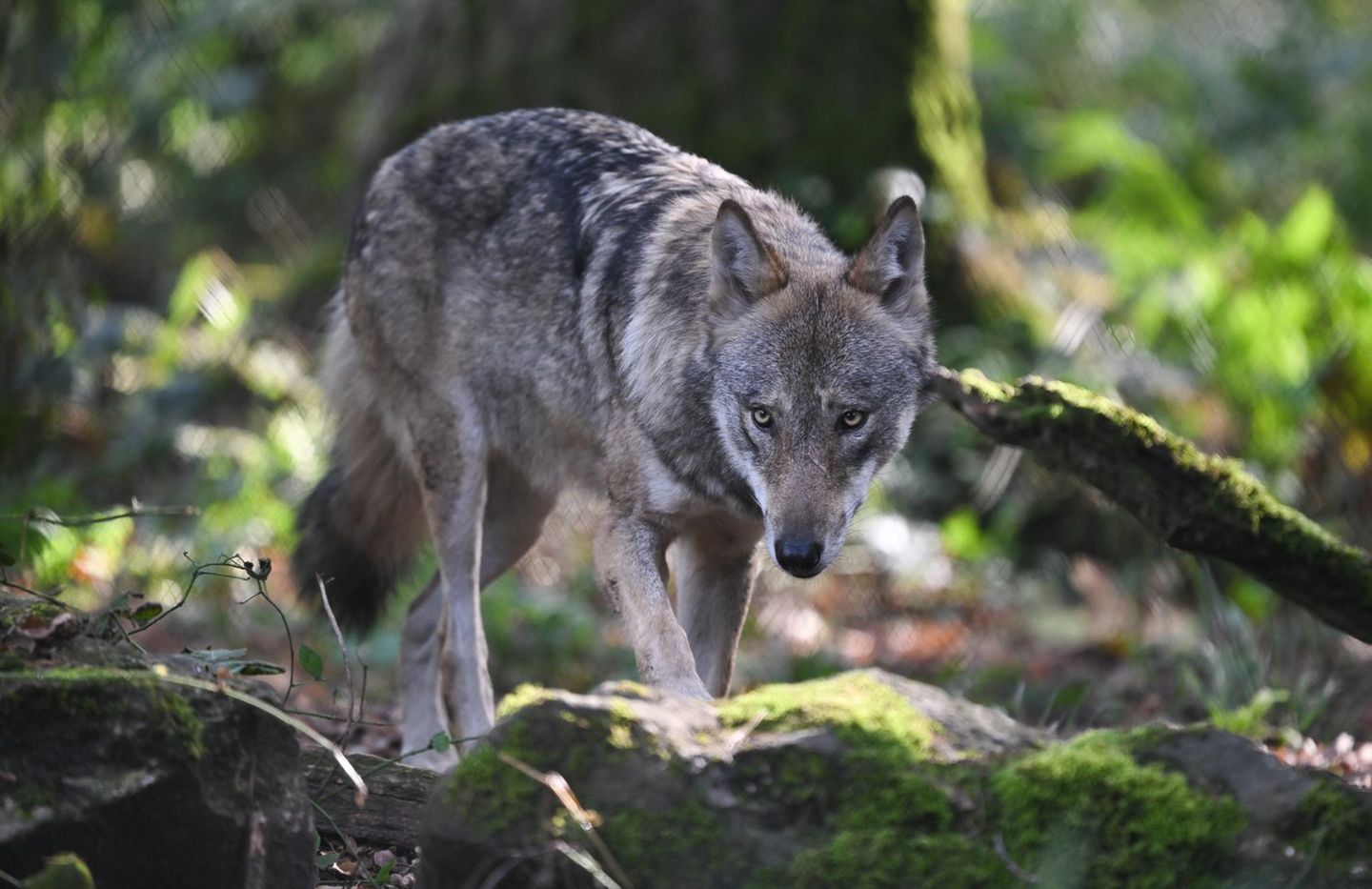 Ein Wolf durchstreift einen Wald