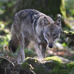 Ein Wolf durchstreift einen Wald