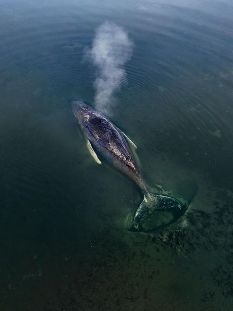 „Ich habe vor diesem Tier absolute Hochachtung“: Backhaus zu verirrtem Buckelwal