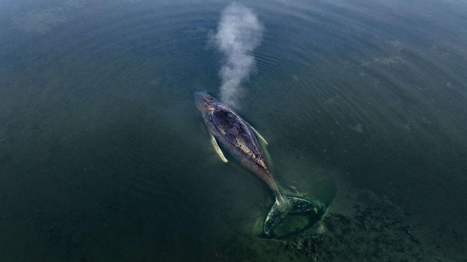 „Ich habe vor diesem Tier absolute Hochachtung“: Backhaus zu verirrtem Buckelwal