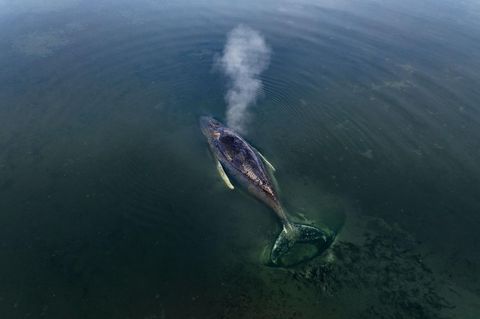 „Ich habe vor diesem Tier absolute Hochachtung“: Backhaus zu verirrtem Buckelwal