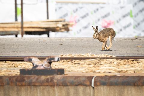 In Mecklenburg-Vorpommern gibt es mehr Feldhasen. (Archivbild) Foto: Philip Dulian/dpa