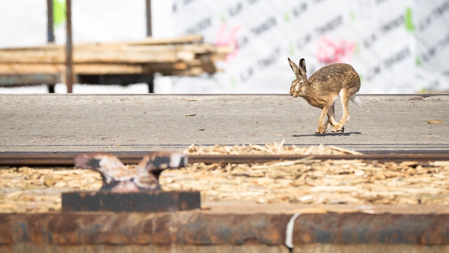 In Mecklenburg-Vorpommern gibt es mehr Feldhasen. (Archivbild) Foto: Philip Dulian/dpa