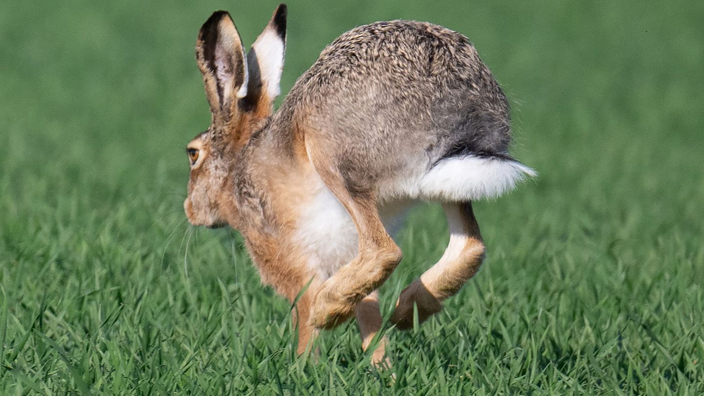 Tiere: Feldhasen: Es wird viel gehoppelt im Saarland