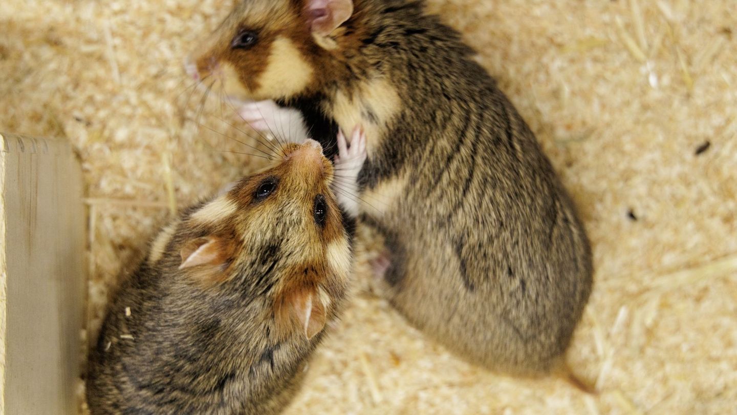 Beste Überlebenschancen: Hamster-Projekt: Wer lebt länger - Vorsichtige oder Forsche?