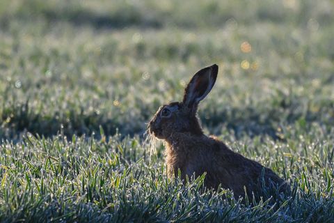Es wird nicht mehr, aber auch nicht weniger gehoppelt in Rheinland-Pfalz. (Archivbild) Foto: Patrick Pleul/dpa