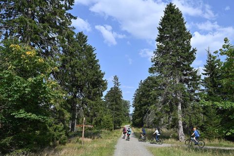 Im Harz führen zahlreiche Radstrecken durch die Wälder. (Archivbild) Foto: Swen Pförtner/dpa