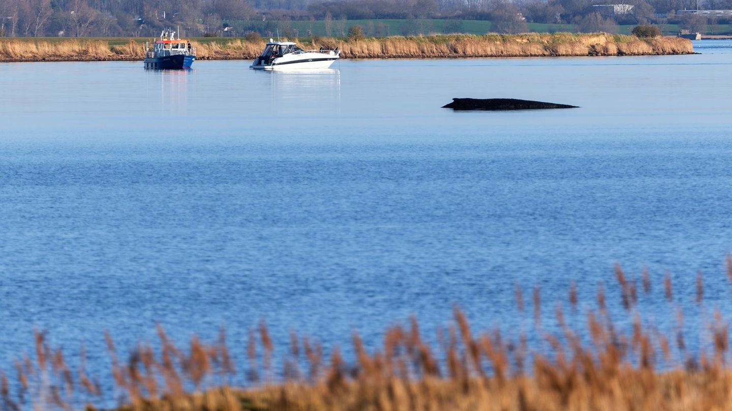 Gestrandeter Buckelwal: Wal liegt weiter fest - Keine Rettungsversuche mehr