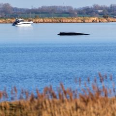 Wal in der Wismarer Bucht