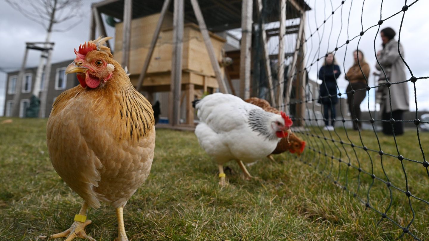 Tiere: "Landleben im Garten" - wie Miethühner Senioren begeistern