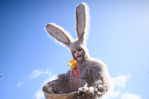 Enrico Lein ist vor Ostern als Hase im Dauereinsatz. Foto: Klaus-Dietmar Gabbert/dpa