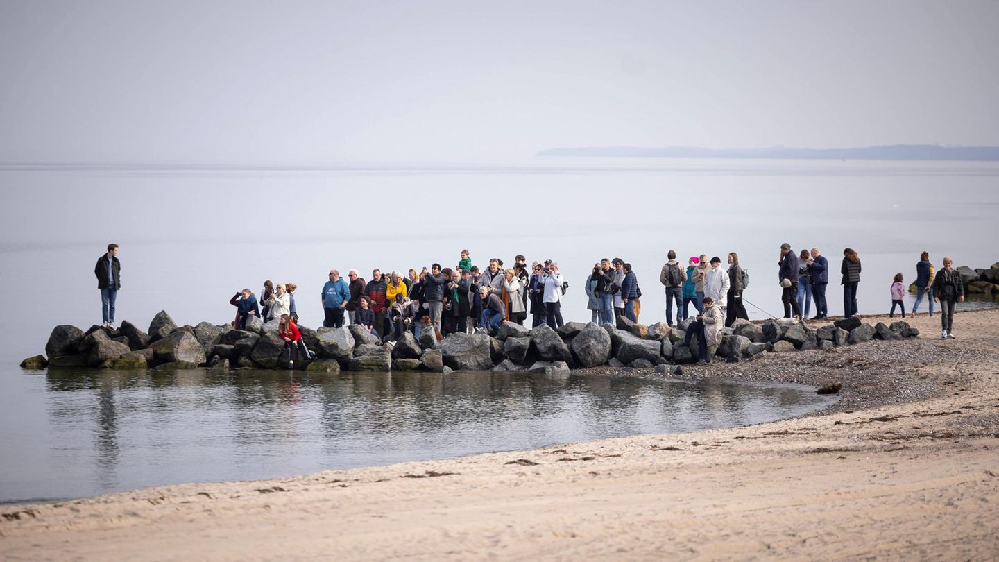 Buckelwal strandet vor dem Timmendorfer Strand. Am 23.03.26 sammeln sich etliche Schaulustige am Wasser.