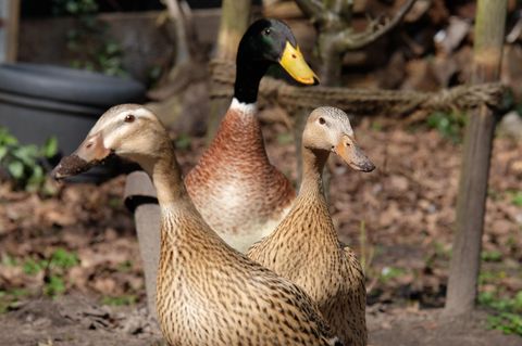 Laufenten: zwei Weibchen und ein Erpel