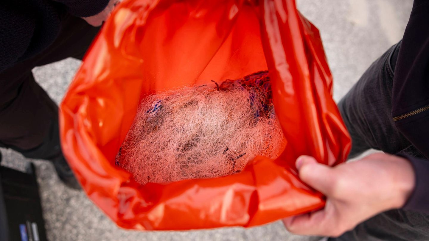 Netze und Leinen, die vom Wal entfernt wurden