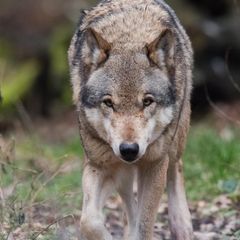 Ein Wolf streift durch das Wisentgehege in Springe bei Hannover (Archivbild)