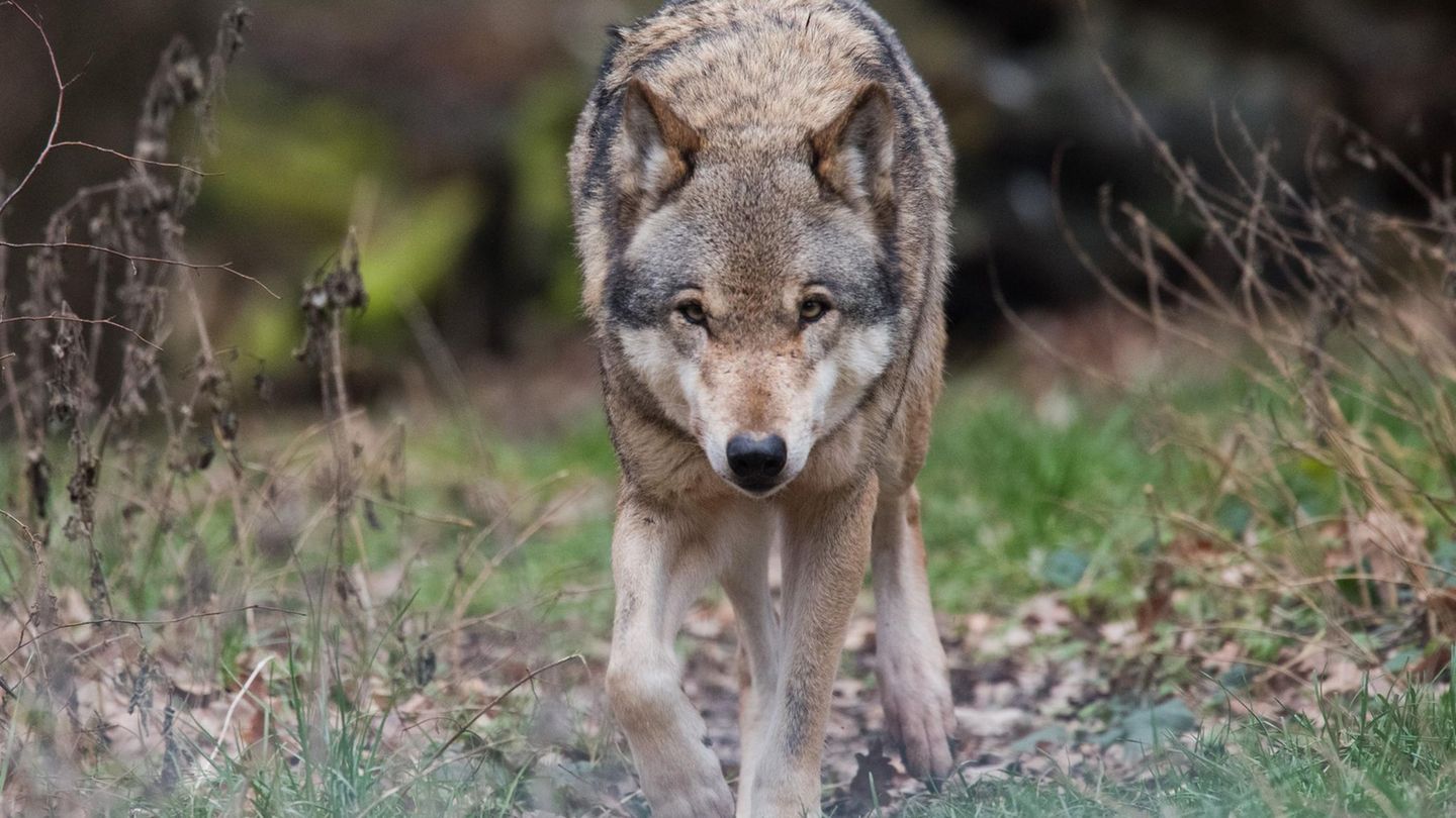 Ein Wolf streift durch das Wisentgehege in Springe bei Hannover (Archivbild)