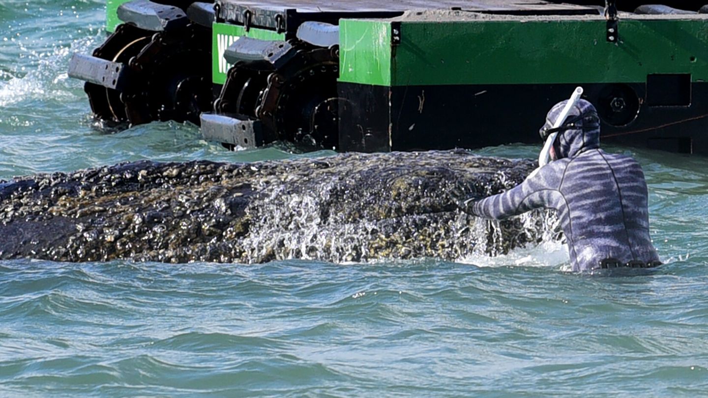 Meeresbiologe Lehmann am Wal