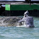 Meeresbiologe Lehmann am Wal