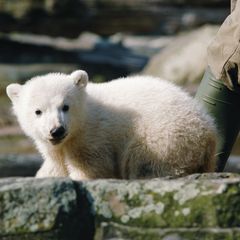 Eisbär Knut