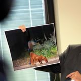 Berliner „Löwin“