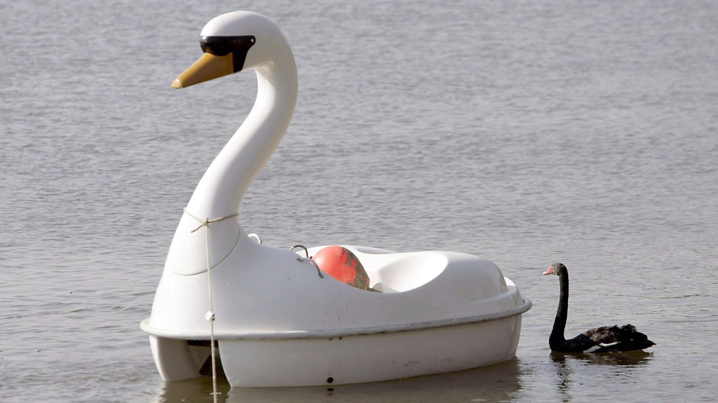 Schwarzschwan Petra