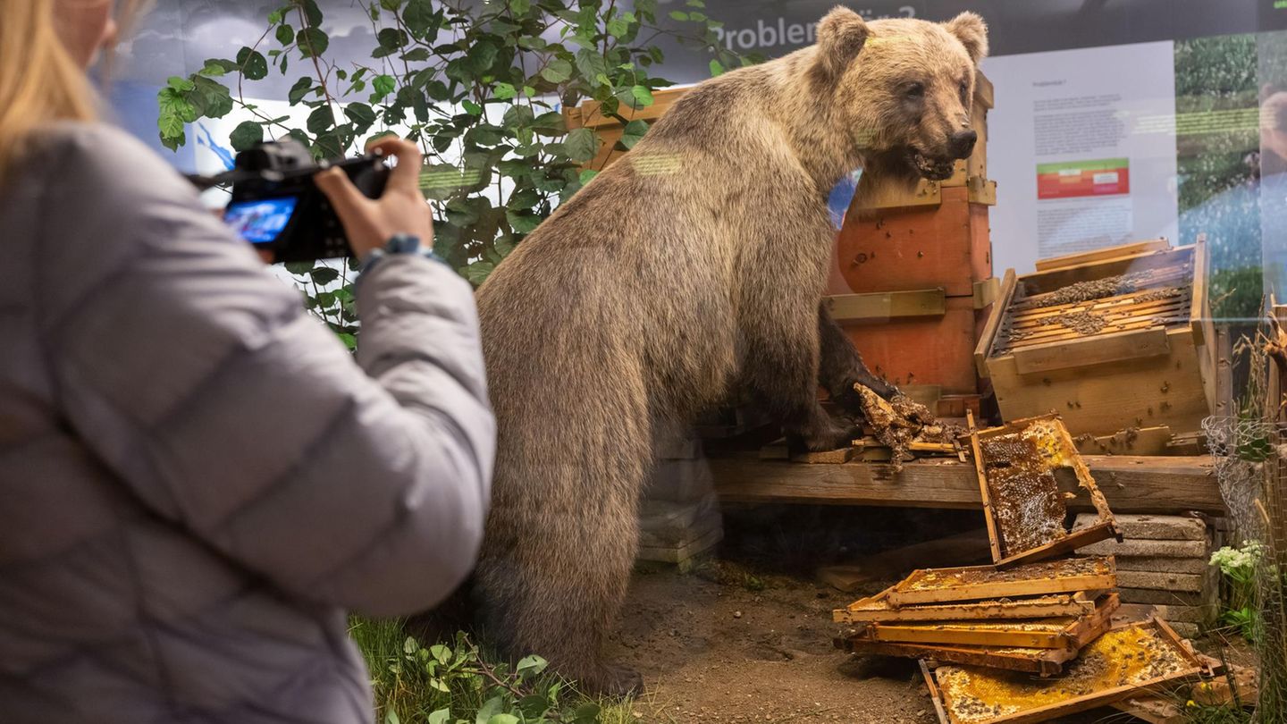 „Problembär“ Bruno