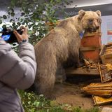 „Problembär“ Bruno