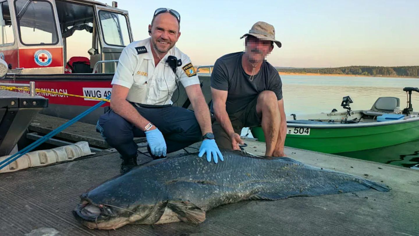 Wels im Großen Brombachsee