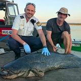 Wels im Großen Brombachsee