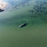 Buckelwal in der Ostsee