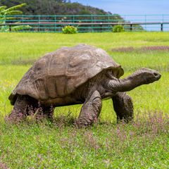 Jonathan ist die älteste Schildkröte der Welt