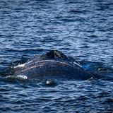 Schon am 3. März wurde der Wal im Hafen von Wismar gesichtet – mit einem etwa hundert Metern langen Stellnetz im Schlepptau. Das Netz konnten Fachleute der Meeresschutz-Organisation Sea Shepherd und der Feuerwehr gemeinsam entfernen.