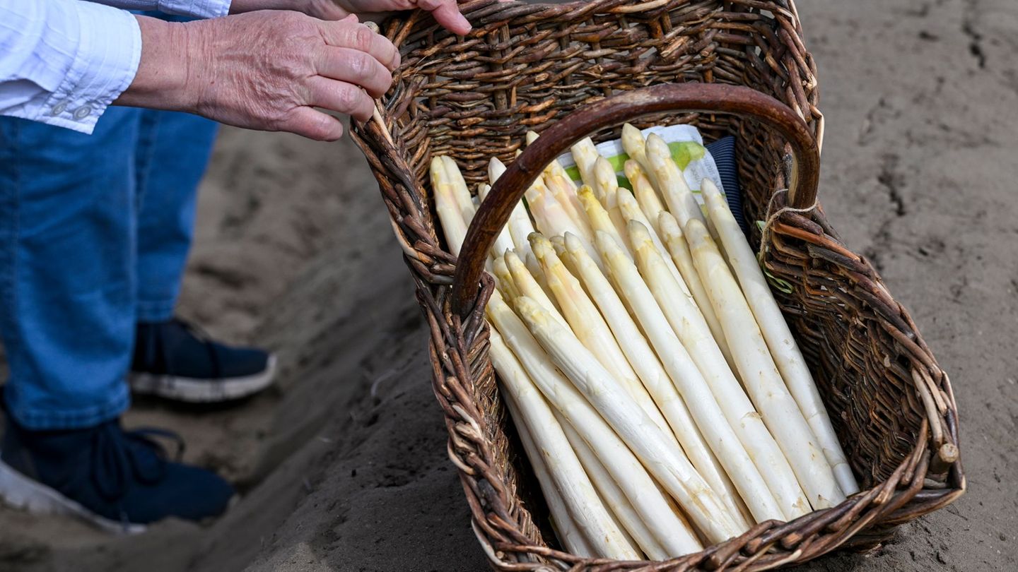 Spargelsaison eröffnet: Gute Spargel-Ernte erwartet – Dieselpreise belasten Betriebe
