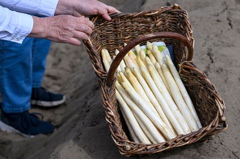 Die Spargelzeit hat in Brandenburg begonnen. Zu Ostern wird das Edelgemüse vom Feld geholt. Foto: Jens Kalaene/dpa