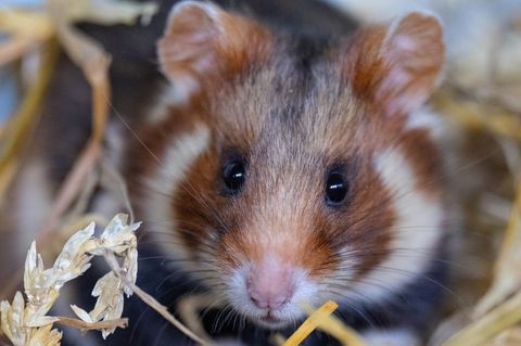 Im Rahmen eines Artenschutzprojektes werden Feldhamster ausgewildert. (Archivbild) Foto: Hendrik Schmidt/dpa