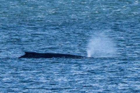 Sein Name stammt von einer Medien-Ikone: Wal "Timmy"