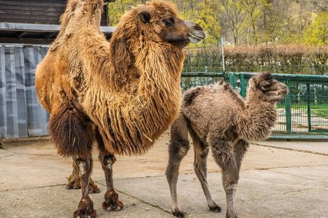 Chuck zeigt sich bereits neben seiner Mutter im Außengehege. Foto: Archiv Opel-Zoo/dpa