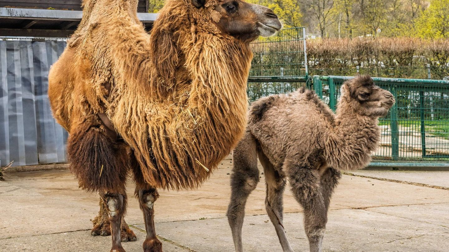 Chuck zeigt sich bereits neben seiner Mutter im Außengehege. Foto: Archiv Opel-Zoo/dpa