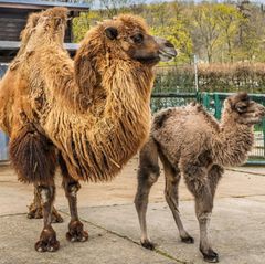Chuck zeigt sich bereits neben seiner Mutter im Außengehege. Foto: Archiv Opel-Zoo/dpa
