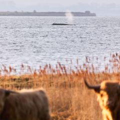 Die Umgebung des Wals wurde am Donnerstag für eine mögliche Bergung vermessen. Foto: Marcus Golejewski/dpa