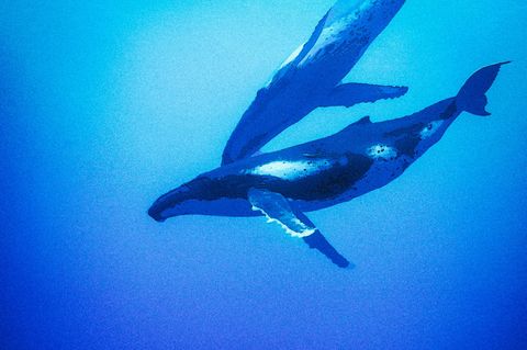 Serie: Fell, Chaos, Liebe: Warum uns das Überleben des Buckelwals mehr interessiert als der Krieg im Iran