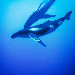 Serie: Fell, Chaos, Liebe: Warum uns das Überleben des Buckelwals mehr interessiert als der Krieg im Iran