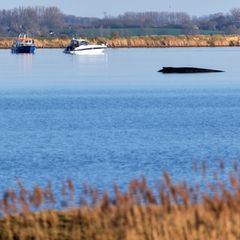 Über Tage hat der festsitzende Wal Deutschland beschäftigt. Foto: Marcus Golejewski/dpa