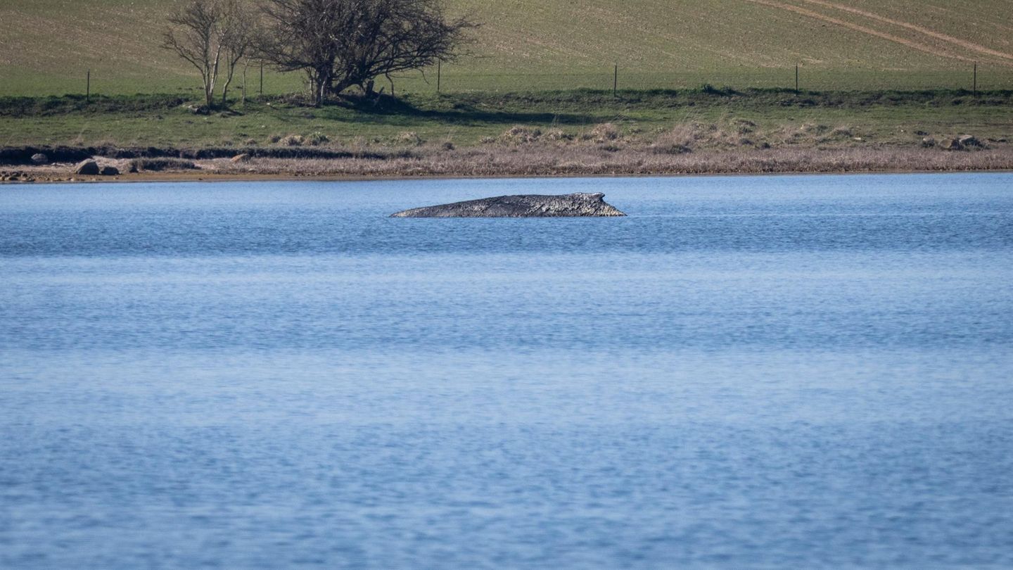 Wismar: Kaum noch Chancen für den Buckelwal: Wie sterben gestrandete Wale?