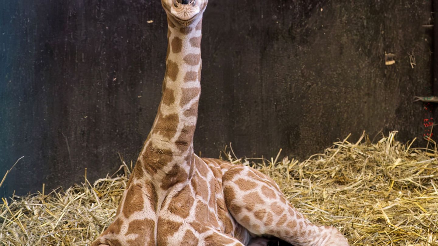 Bulle Kato wurde am 23. März geboren. Foto: -/Schweriner Zoo/dpa